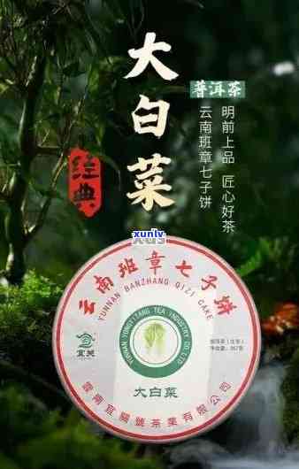 普洱茶中的大白菜标签：一款独特的茶叶品味体验