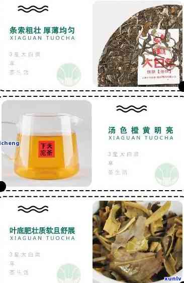 大益普洱茶大白菜系列：品种、特点、功效与泡法的全面解析