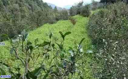 普洱茶六大老茶山与新茶山对比：区别与选择