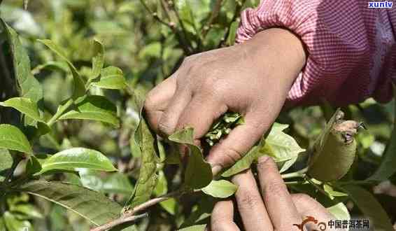 普洱茶采摘时间和时节：茶叶能采多久？