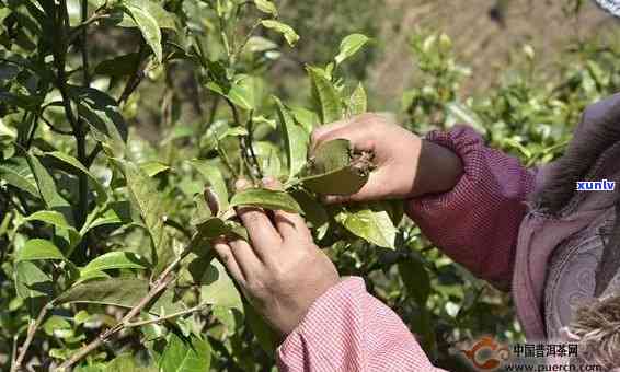 探索普洱茶采摘时间的秘密：何时是的采摘节？