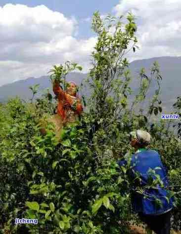 探索普洱茶采摘时间的秘密：何时是的采摘节？