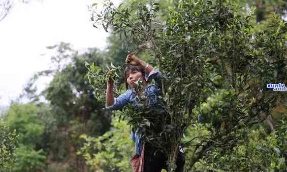 探索普洱茶采摘时间的秘密：何时是的采摘节？