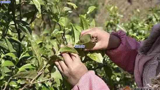 普洱茶采摘时间的选择与影响：了解采摘节和相关因素