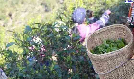 普洱茶采茶时间：月份与节安排