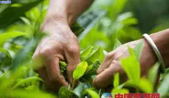 普洱茶采茶时间：月份与节安排