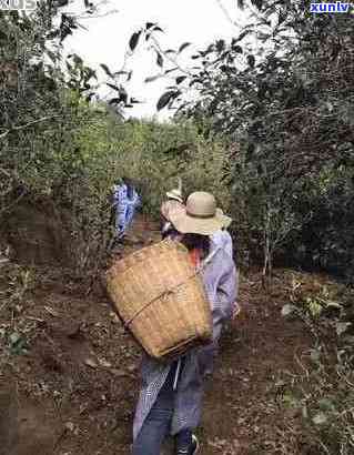 普洱茶采摘节：掌握时间，品尝更优口感