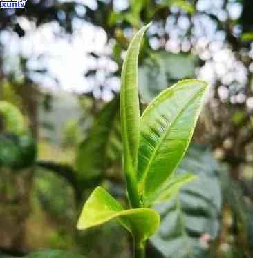 探索普洱茶世界：几款精选茶叶推荐，带你领略云南大叶种的独特魅力