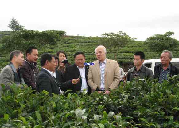 '普洱茶的品种排名：前十名及品种解析'