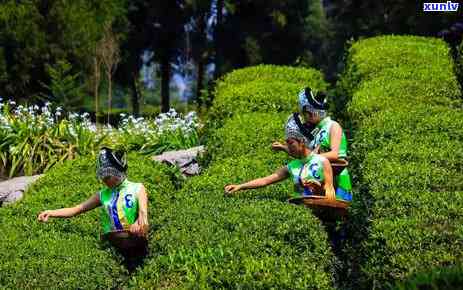 六盘水普洱茶品种全面解析：从古树茶到生茶熟茶，一网打尽！