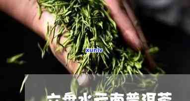 六盘水普洱茶有哪些