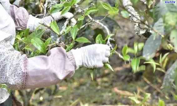 普洱茶头采和二采的区别与哪个好喝：探究普洱茶叶的采摘时机及其品质差异