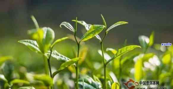 普洱茶头采和二采的区别与哪个好喝：探究普洱茶叶的采摘时机及其品质差异