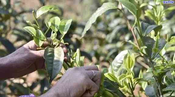 普洱茶头采和二采的区别与哪个好喝：探究普洱茶叶的采摘时机及其品质差异