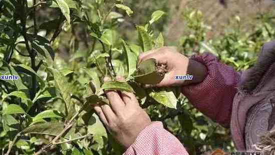 普洱茶采摘的两个阶：头采与二采，你了解多少？