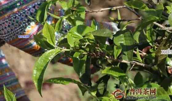 普洱茶采摘全过程及标准详解：从茶树生长到成品茶叶的全方位解读