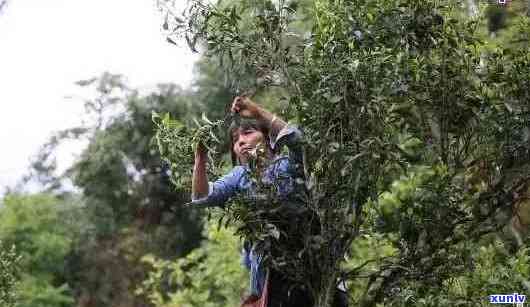 普洱茶采摘全过程及标准详解：从茶树生长到成品茶叶的全方位解读