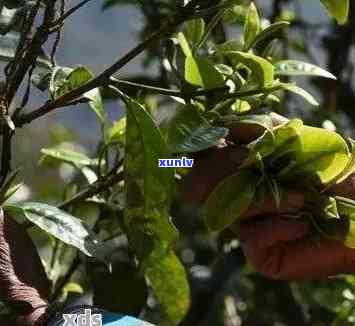 普洱茶采摘全过程及标准详解：从茶树生长到成品茶叶的全方位解读