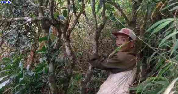 普洱茶条索细长的产地、特点及品饮 *** 全面解析：了解这种茶叶的全方位信息