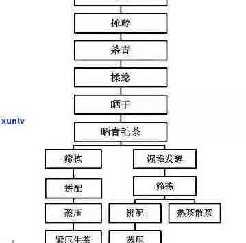 从茶园到茶杯：探索景滇普洱茶的完整生产过程与品鉴技巧