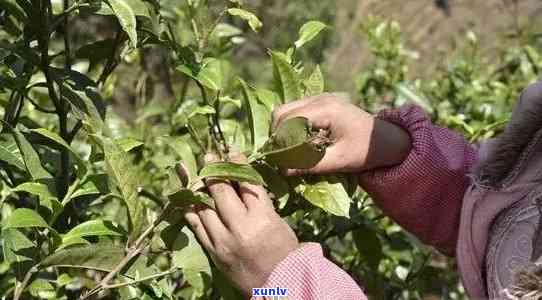 云南普洱茶采摘的时间，了解这些关键信息有助于你挑选到好茶！