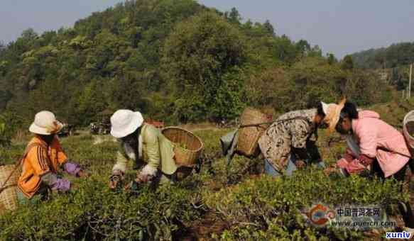 普洱茶地多久挖一次