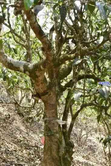 古树普洱茶品种大全，带你领略茶界翘楚：排名与详细介绍