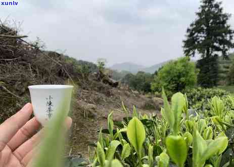 10年陈普洱茶：品质、功效与选购指南，解答您的所有疑问