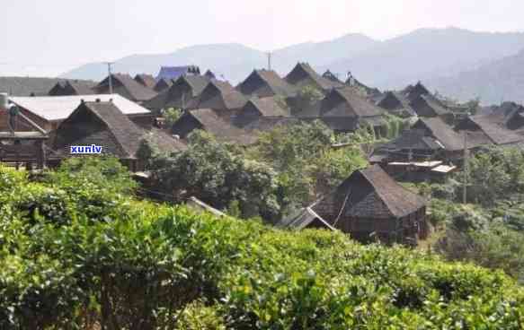 景迈山是普洱茶区吗？ - 探索景迈山普洱茶的产地及口感特点