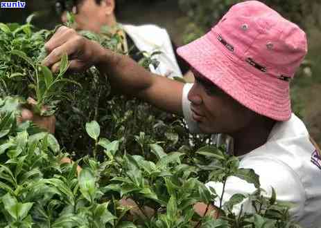 景迈山是普洱茶区吗