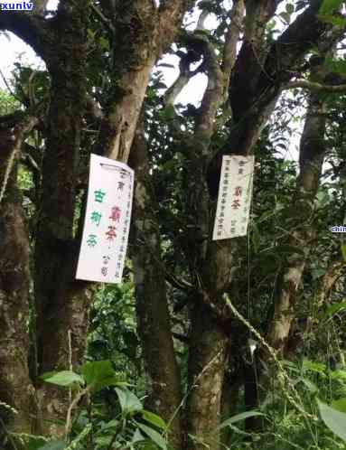 纸山箐古树茶普洱茶：功效、价格与口感特点