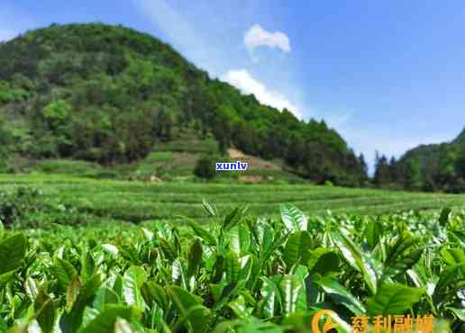 春明茶业：从茶叶种植到品质保证的全方位解答