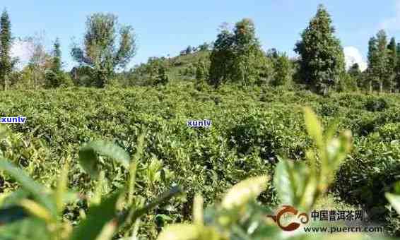 春明茶业：从茶叶种植到品质保证的全方位解答