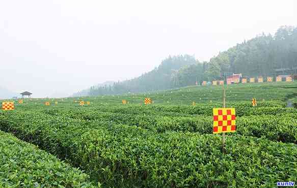 春明茶业：从茶叶种植到品质保证的全方位解答