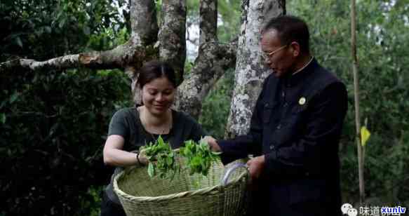 南糯山清妖湖普洱茶：一种神奇茶叶的诞生与传承