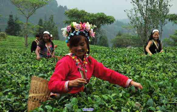 普洱茶饼价格：市场行情分析与影响因素