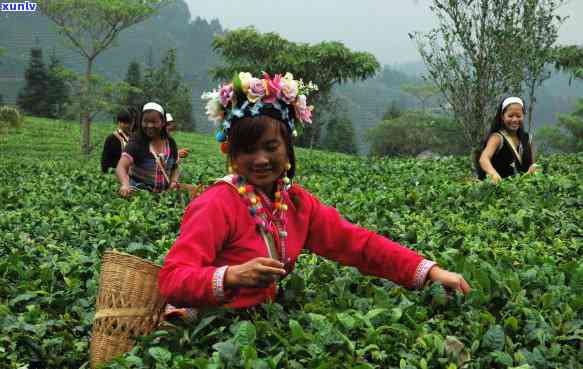 普洱茶饼价格：市场行情分析与影响因素