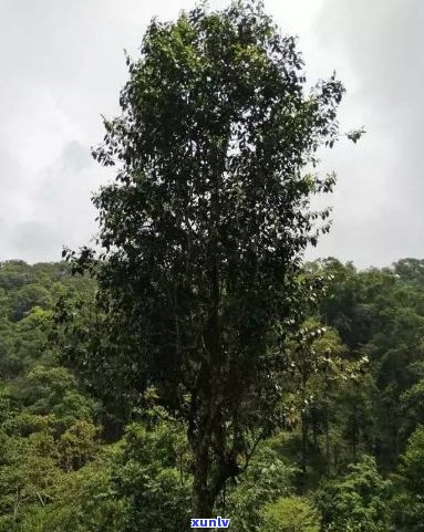 兴荣号天门山普洱茶千年古树价格与含义解析