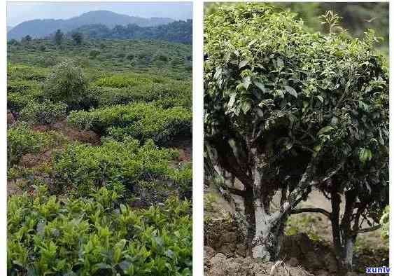 十年陈普洱茶芽：岁月沉淀的香气与口感