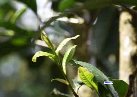 普洱茶叶的选择：芽叶比例对品质的影响及搭配方式