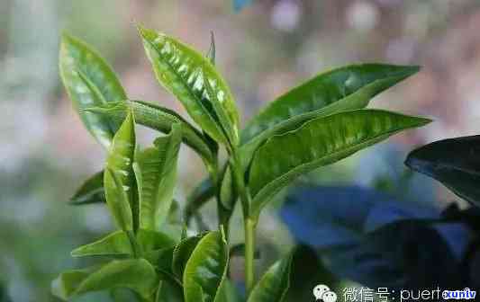 普洱茶一般几芽几叶好：关于普洱茶的采摘标准和品质判断