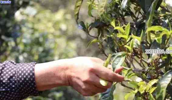 普洱茶一般几芽几叶好：关于普洱茶的采摘标准和品质判断