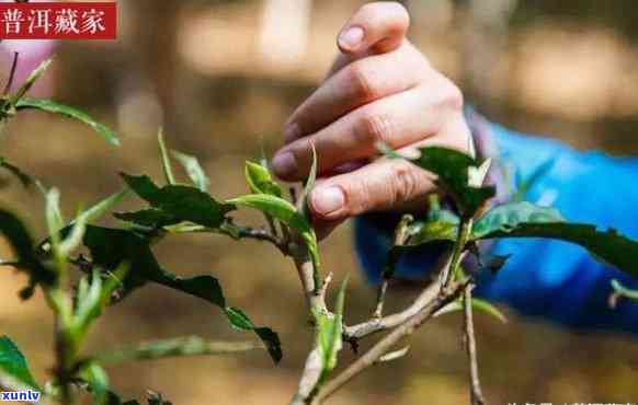 普洱茶采茶技巧：如何确定采摘几芽几叶？了解这些关键因素！