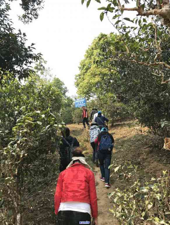 普洱茶冲泡的黄金比例：一克茶叶需要多少水？如何控制茶叶的投放量？