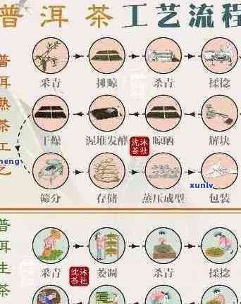 探究普洱茶与红茶的精细 *** 工艺及其独特风味产生的原因