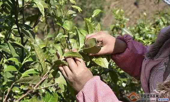 普洱茶春茶的采摘时间以及如何挑选优质春茶的 *** 