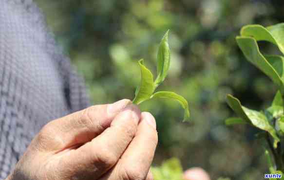 普洱茶春茶的采摘时间以及如何挑选优质春茶的 *** 