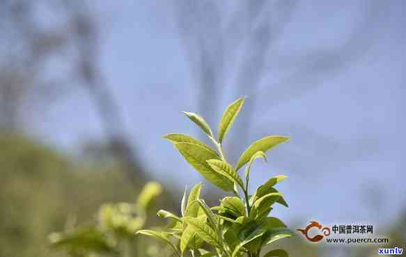 云南普洱茶春茶上市时间：何时品尝到新的茶叶？