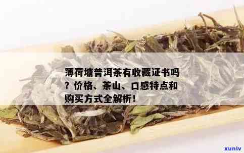 普洱有薄荷的味道是咋回事：探讨普洱茶中薄荷口感及生普洱薄荷香的原因