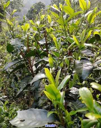 普洱茶秒懂百科：了解普洱茶的基本知识与品饮技巧